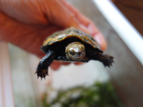 ニホンイシガメ