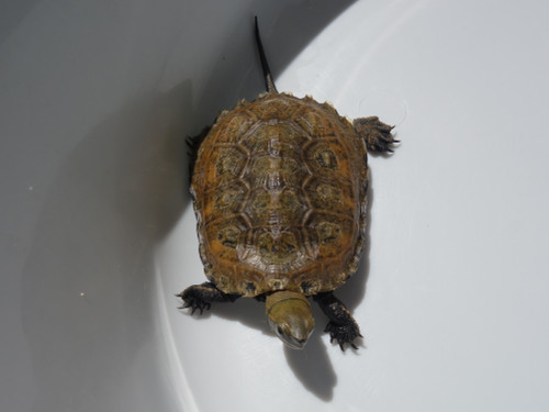 ニホンイシガメ