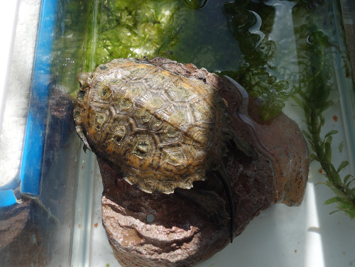 ニホンイシガメ