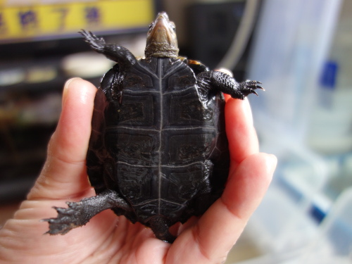 ニホンイシガメ