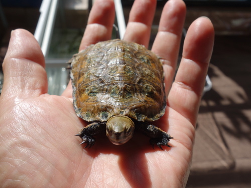 ニホンイシガメ