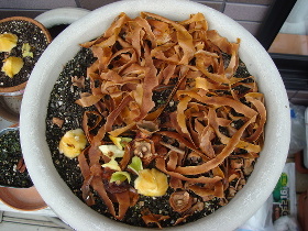 Peel of sour persimmon and seeds of Apple Hoshi no Kinka