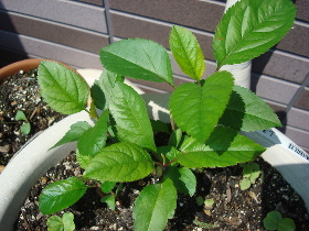 Seedlings of apple Hoshi no Kinka