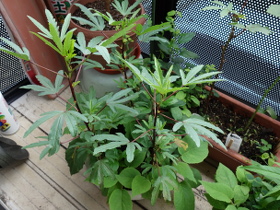 Hibiscus Cocktail Purple