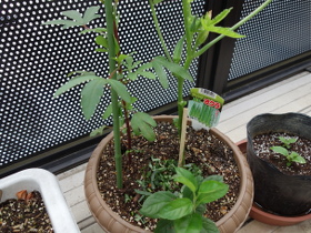 Hibiscus Cocktail Purple