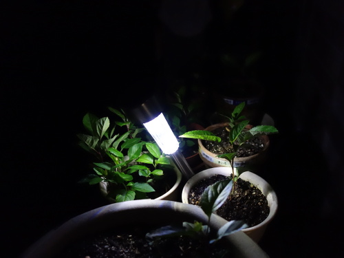 LED Solar Light