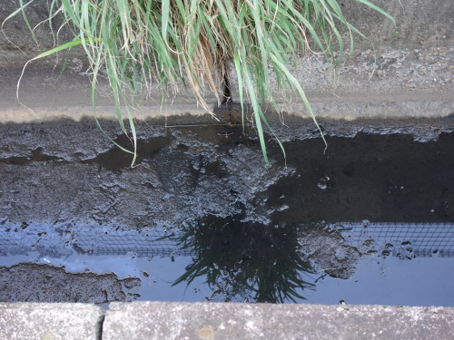 スッポンが潜っている場所