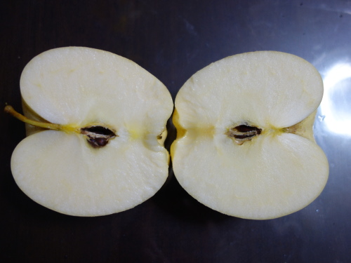 Apple Kinsei Seedling