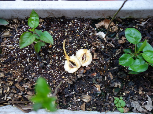 Apple Kinsei Seedling