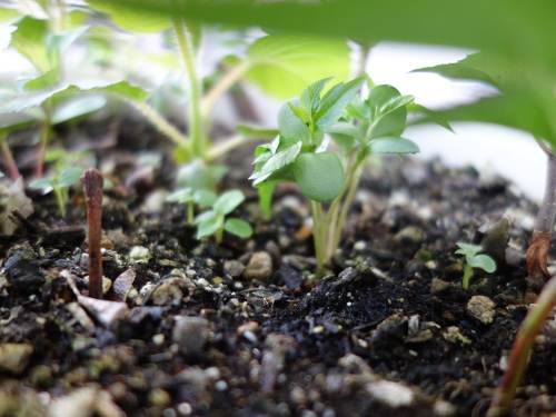 Apple Kinsei Seedling