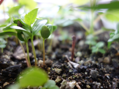 Apple Kinsei Seedling