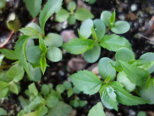 Apple Kinsei Seedling