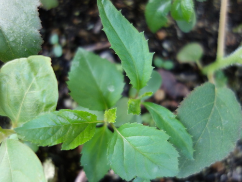Apple Kinsei Seedling