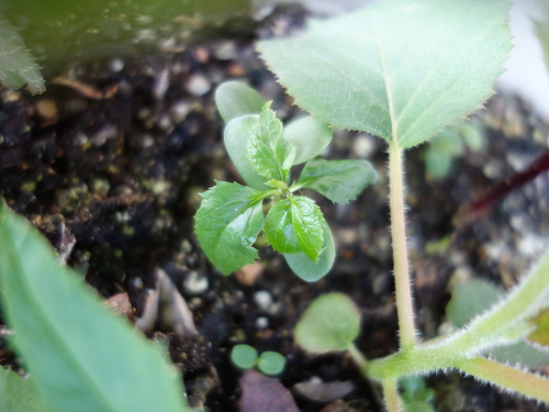 Apple Kinsei Seedling