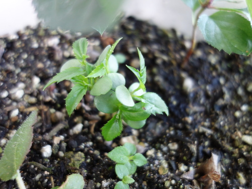 Apple Kinsei Seedling