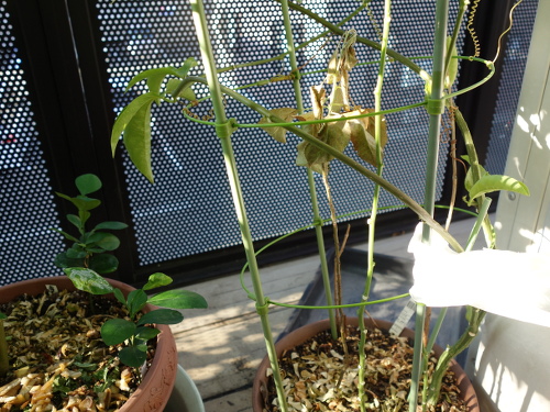 Apple Kinsei Seedling