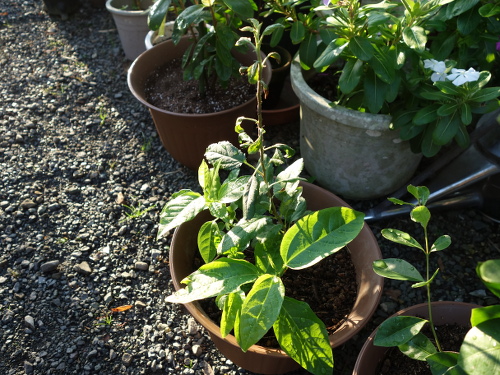 Apple Kinsei Seedling