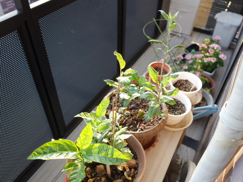 Apple Kinsei Seedling