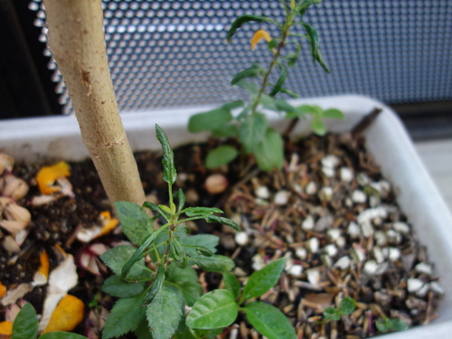 Apple Kinsei Seedling