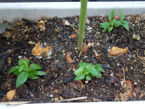 Apple Kinsei Seedling