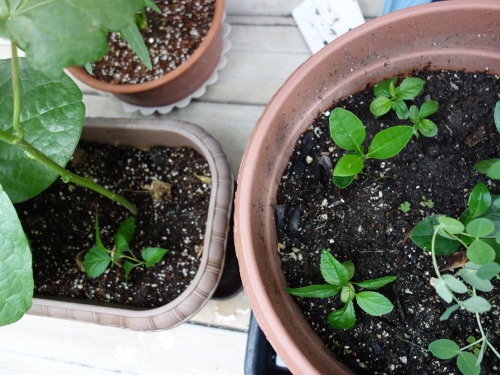 Apple Kinsei Seedling