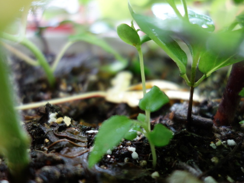 Apple Kinsei Seedling