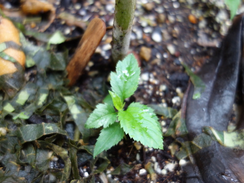 Apple Kinsei Seedling