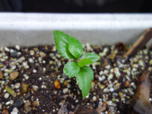 Apple Kinsei Seedling
