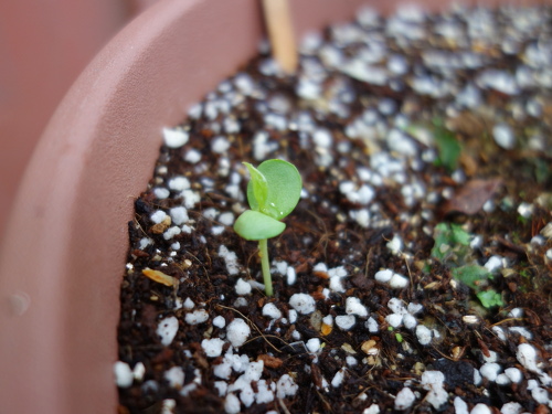 Apple Kinsei Seedling