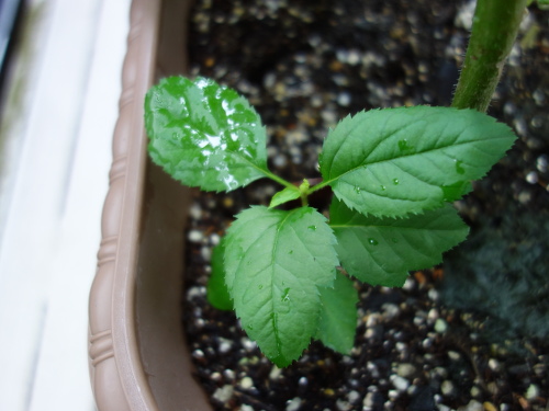 Apple Kinsei Seedling