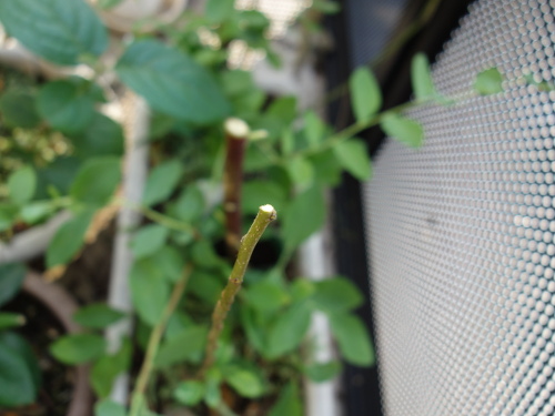 Apple Kinsei Seedling