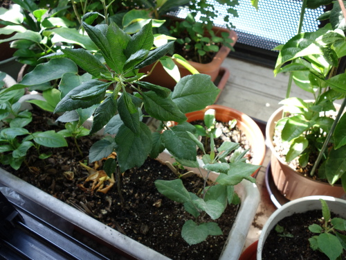 Apple Kinsei Seedling