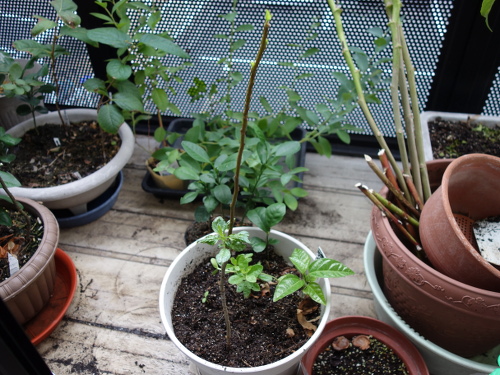 Apple Kinsei Seedling