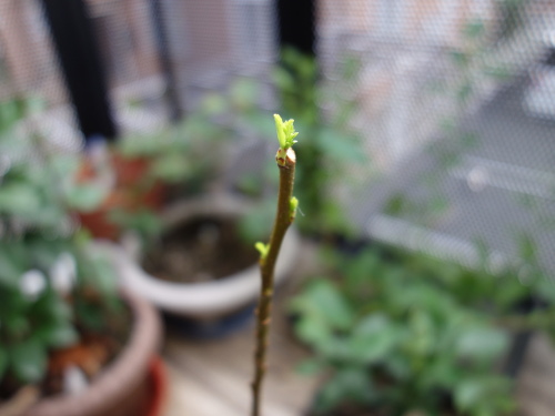 Apple Kinsei Seedling