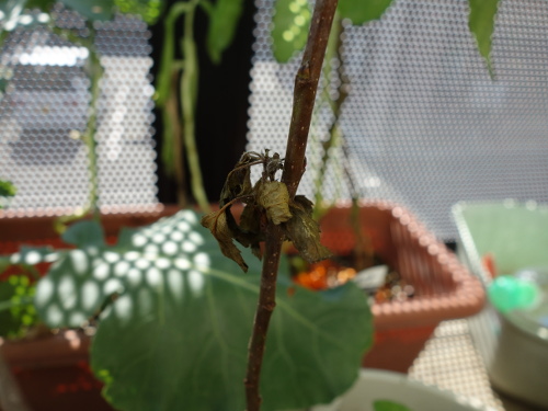 Apple Kinsei Seedling