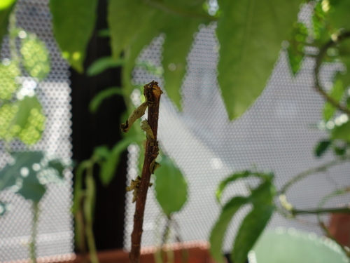 Apple Kinsei Seedling