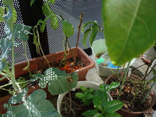 Apple Kinsei Seedling