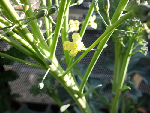 ブロッコリの花