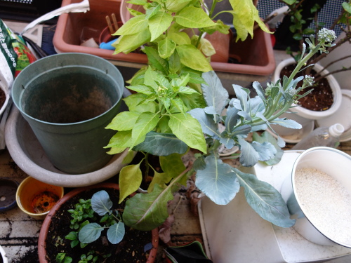 ブロッコリーの蕾