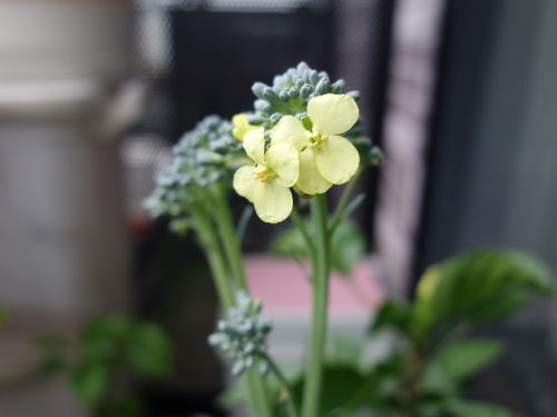 ブロッコリーの花