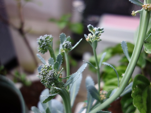 ブロッコリーの蕾