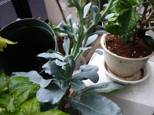 ブロッコリーの茎