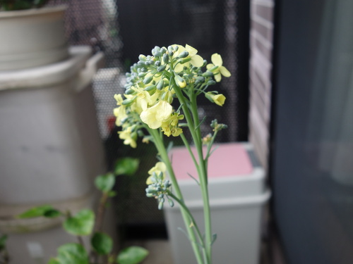 ブロッコリーの花