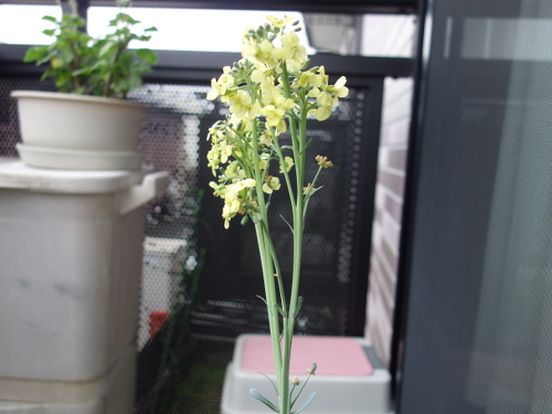 ブロッコリーの花