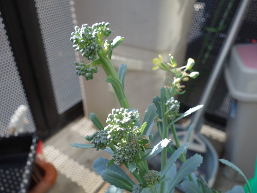 ブロッコリーの蕾