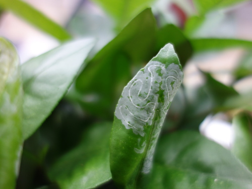 エカキムシの通った跡