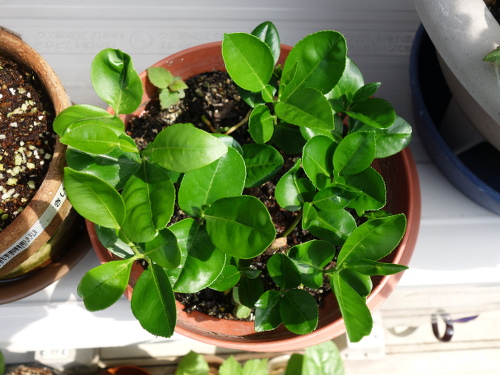 晩白柚の種の発芽