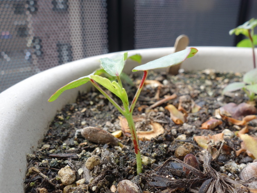 Hibiscus Cocktail Purple