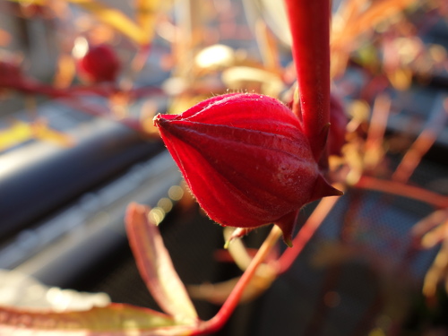 Leaves of Okinawa Aka Okra and Okra