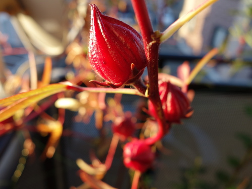 Hibiscus Cocktail Purple